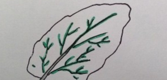 树叶怎么画简单又好看