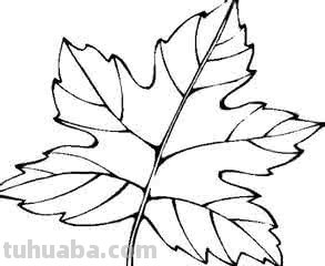 树叶怎样画即简单又好看?