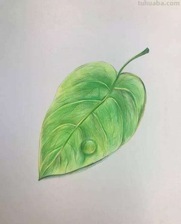 树叶怎样画即简单又好看?