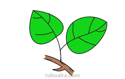 叶子怎么画简单又好看