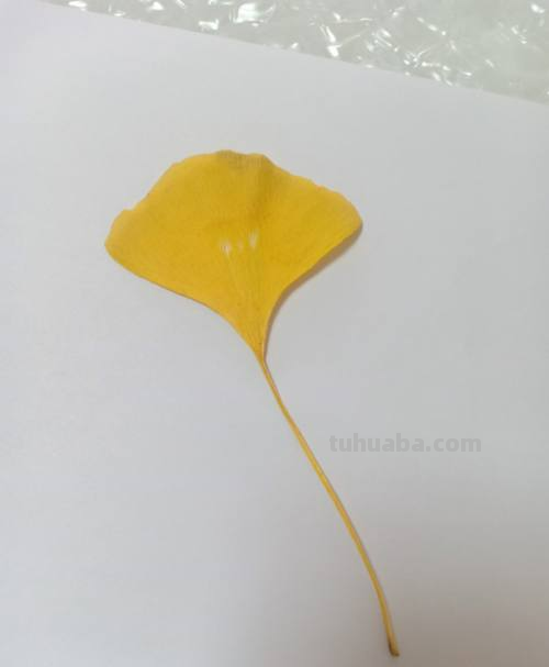 树叶怎么画简单又好看