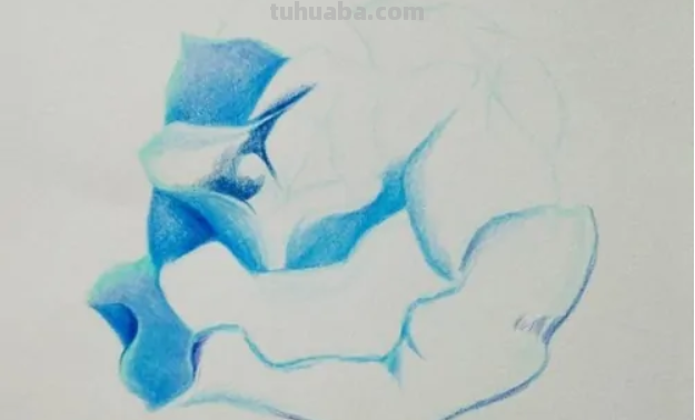 蓝色妖姬切尔西怎么画