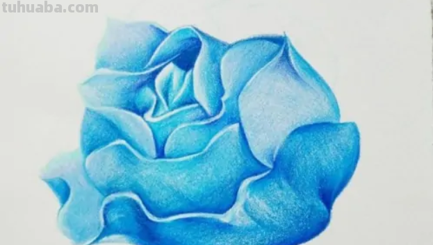 蓝色妖姬切尔西怎么画