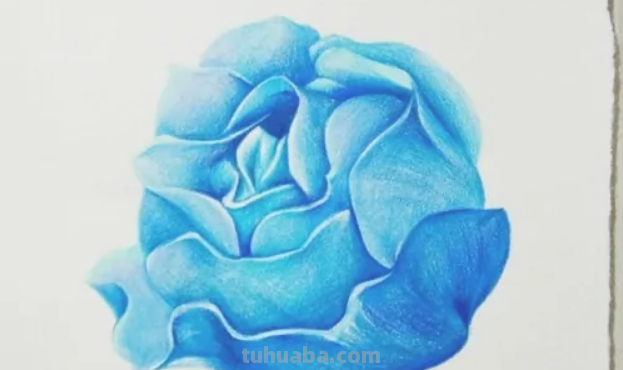 蓝色妖姬切尔西怎么画