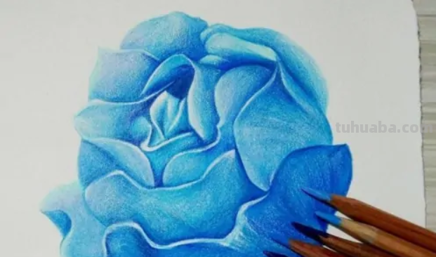 蓝色妖姬切尔西怎么画