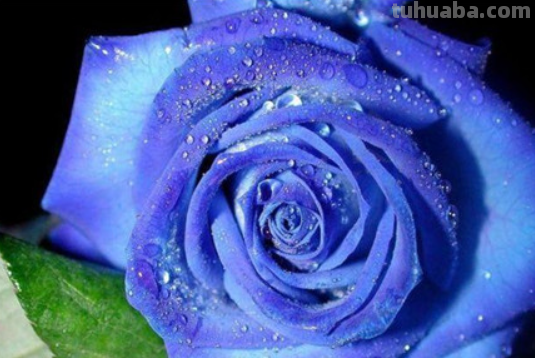 怎么画蓝色妖姬皮小浪