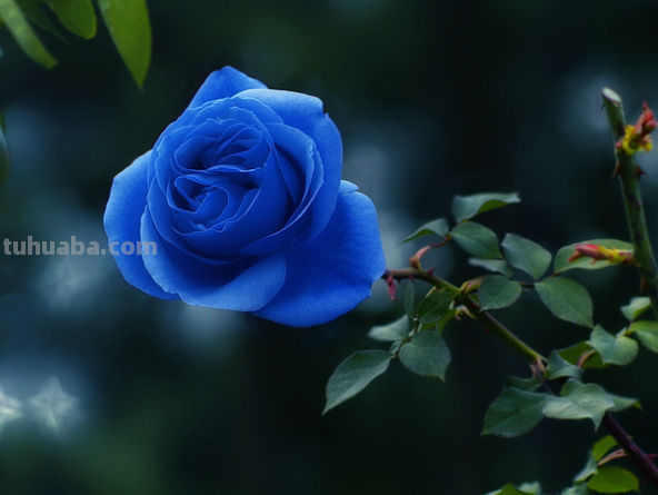 怎么画蓝色妖姬皮小浪