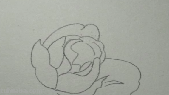 红色风暴蓝色妖姬怎么画