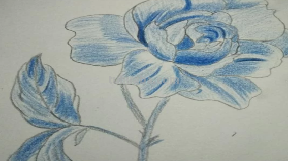 红色风暴蓝色妖姬怎么画