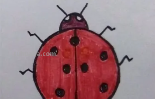 七星瓢虫怎么画简笔画