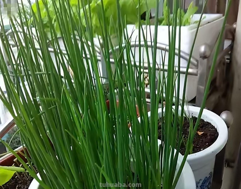 家庭种香葱,用3个简单的小方法,长得又快又旺,想吃就摘 家庭种香葱,用3个简单的小方法,长得又快又旺,想吃就摘