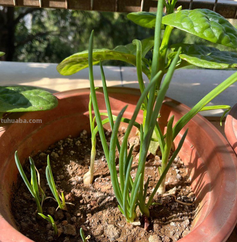家庭种香葱,用3个简单的小方法,长得又快又旺,想吃就摘 家庭种香葱,用3个简单的小方法,长得又快又旺,想吃就摘