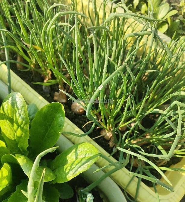 家庭种香葱,用3个简单的小方法,长得又快又旺,想吃就摘 家庭种香葱,用3个简单的小方法,长得又快又旺,想吃就摘