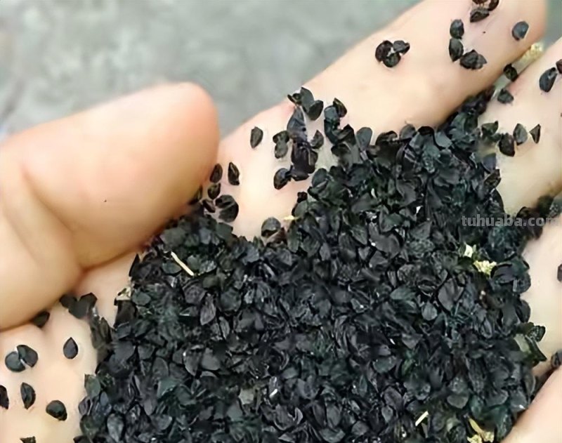 家庭种香葱,用3个简单的小方法,长得又快又旺,想吃就摘 家庭种香葱,用3个简单的小方法,长得又快又旺,想吃就摘