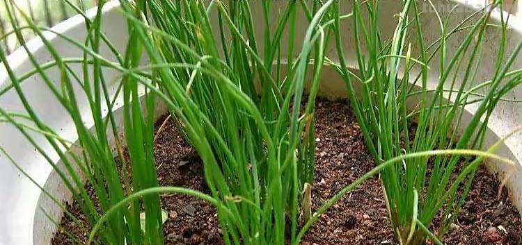 家庭种香葱,用3个简单的小方法,长得又快又旺,想吃就摘 家庭种香葱,用3个简单的小方法,长得又快又旺,想吃就摘