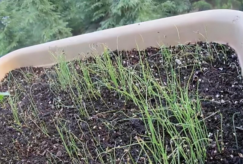 家庭种香葱,用3个简单的小方法,长得又快又旺,想吃就摘 家庭种香葱,用3个简单的小方法,长得又快又旺,想吃就摘