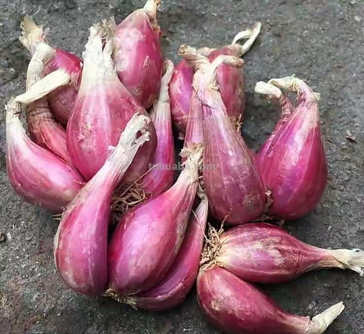 家庭种香葱,用3个简单的小方法,长得又快又旺,想吃就摘 家庭种香葱,用3个简单的小方法,长得又快又旺,想吃就摘