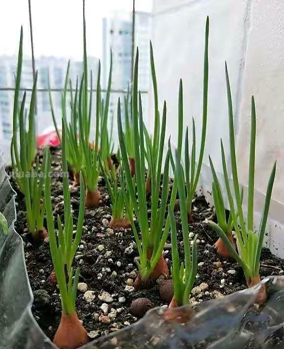 家庭种香葱,用3个简单的小方法,长得又快又旺,想吃就摘 家庭种香葱,用3个简单的小方法,长得又快又旺,想吃就摘