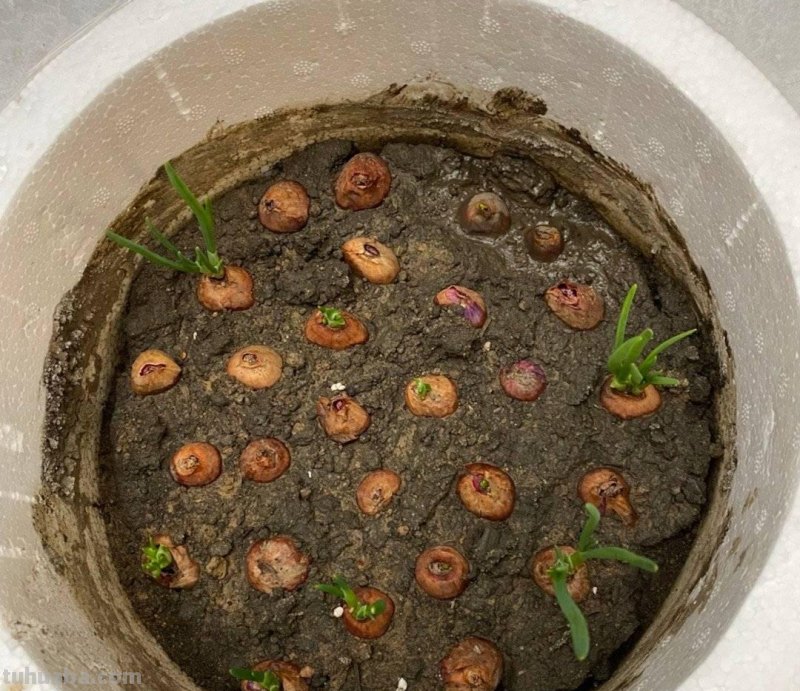 家庭种香葱,用3个简单的小方法,长得又快又旺,想吃就摘 家庭种香葱,用3个简单的小方法,长得又快又旺,想吃就摘