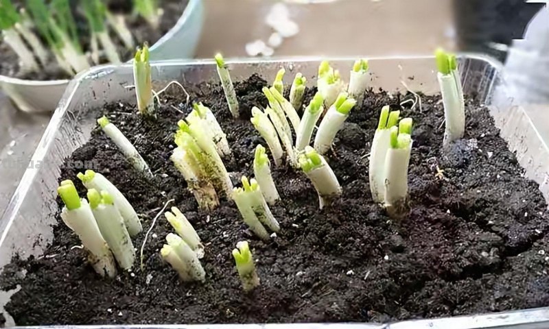 家庭种香葱,用3个简单的小方法,长得又快又旺,想吃就摘 家庭种香葱,用3个简单的小方法,长得又快又旺,想吃就摘