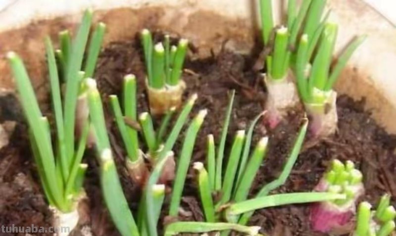 家庭种香葱,用3个简单的小方法,长得又快又旺,想吃就摘 家庭种香葱,用3个简单的小方法,长得又快又旺,想吃就摘