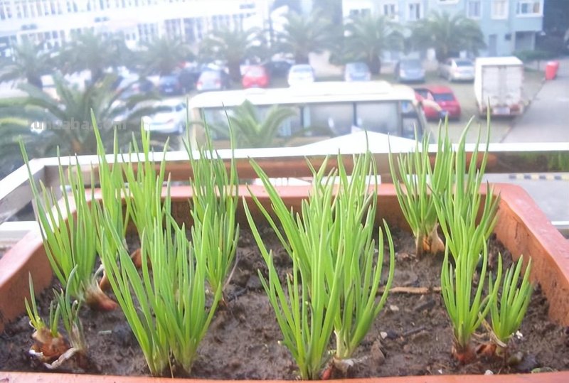 家庭种香葱,用3个简单的小方法,长得又快又旺,想吃就摘 家庭种香葱,用3个简单的小方法,长得又快又旺,想吃就摘