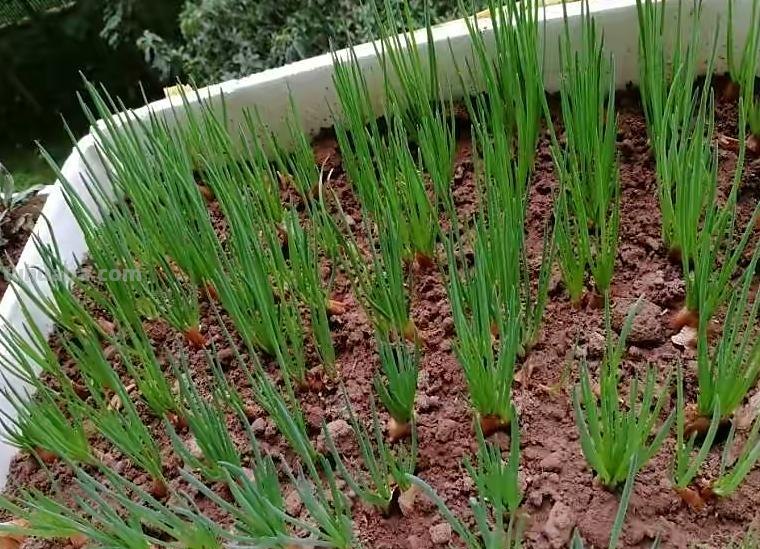 家庭种香葱,用3个简单的小方法,长得又快又旺,想吃就摘 家庭种香葱,用3个简单的小方法,长得又快又旺,想吃就摘