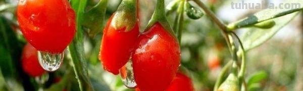 家庭枸杞种子种植方法