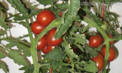 自己在家怎么种西红柿