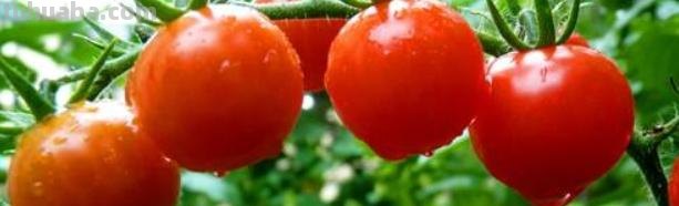 自己在家怎么种西红柿