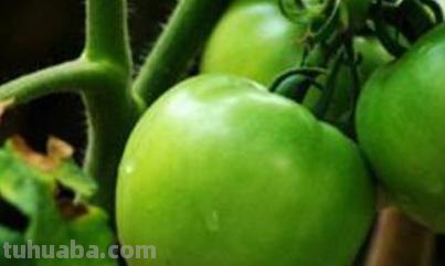 自己在家怎么种西红柿