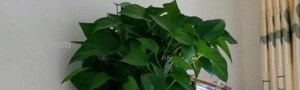 怎么养绿萝才茂盛