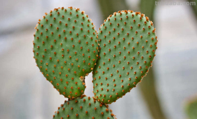 仙人掌简单画法 仙人掌简单画法