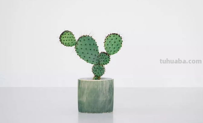 仙人掌简单画法 仙人掌简单画法