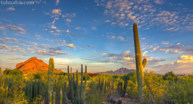 仙人掌的画法又简单又漂亮 仙人掌的画法又简单又漂亮