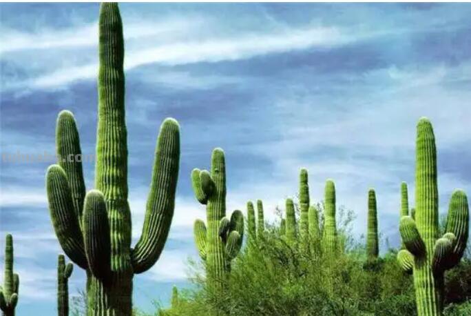 仙人掌的画法又简单又漂亮 仙人掌的画法又简单又漂亮