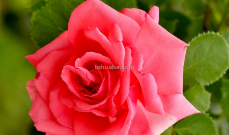 玫瑰花怎么画一步一步教 玫瑰花怎么画一步一步教