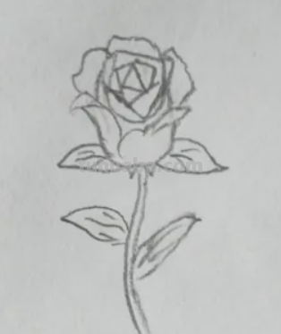玫瑰花的简笔画怎么画 玫瑰花的简笔画怎么画