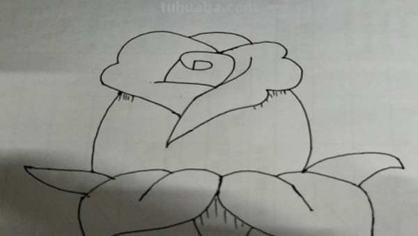 玫瑰花简笔画怎么画 玫瑰花简笔画怎么画