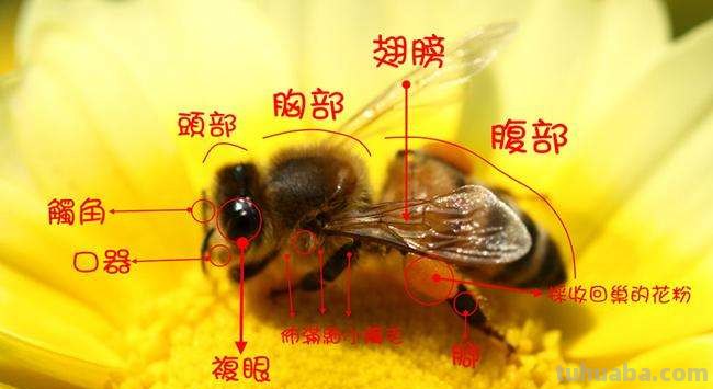 国画写意新手入门必备教程 - 教你如何画小昆虫