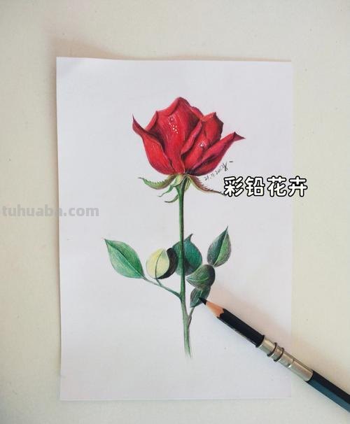 花儿怎么画彩铅颜色 彩铅画玫瑰花教程?