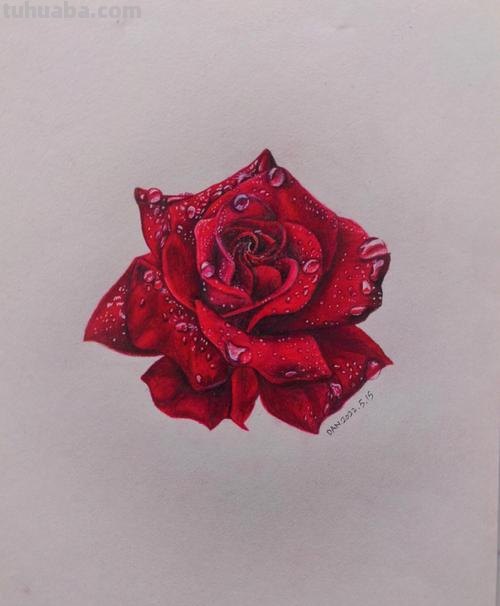 花儿怎么画彩铅颜色 彩铅画玫瑰花教程?