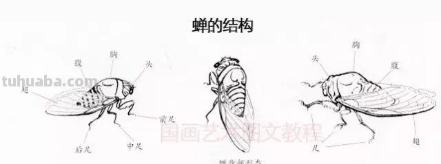蝉怎么画简笔画 蝉的一生全过程手绘？