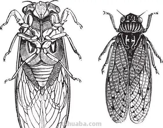 蝉怎么画简笔画 蝉的一生全过程手绘？