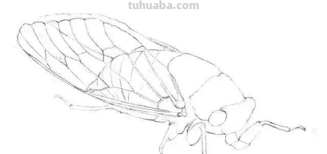 蝉怎么画简笔画 蝉的一生全过程手绘？