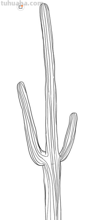 怎么画沙漠仙人掌(铅笔画)简笔画图片