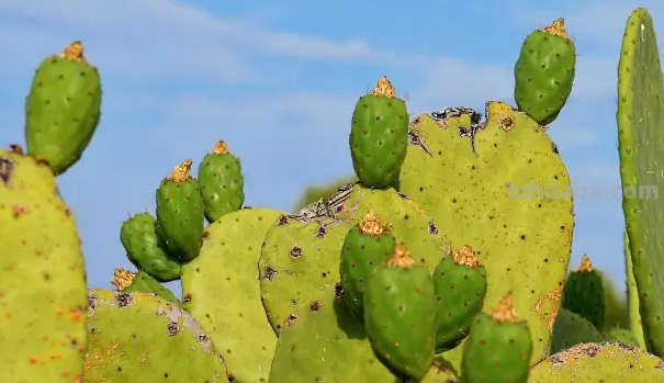 仙人掌的简笔画怎么画