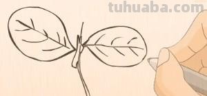 简笔画树叶怎么画 如何画叶子？