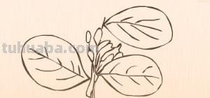 简笔画树叶怎么画 如何画叶子？