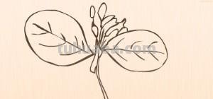 简笔画树叶怎么画 如何画叶子？